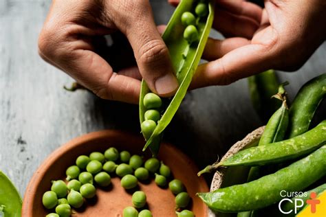 Horta Como Plantar Ervilha Pisum Sativum Cursos A Dist Ncia Cpt