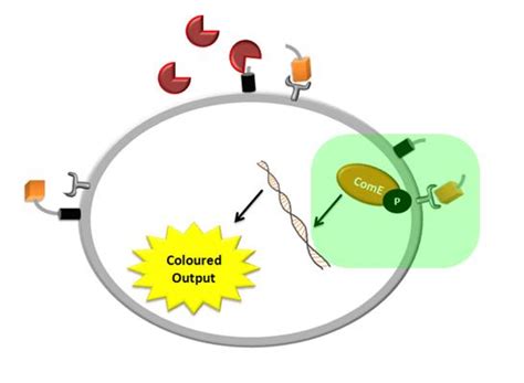 Team Imperial College London Modelling Signalling Objectives