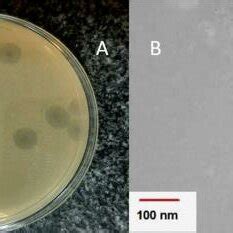 Pskp Phage Morphology A Plaque Morphology On A Lawn Of K Pneumoniae