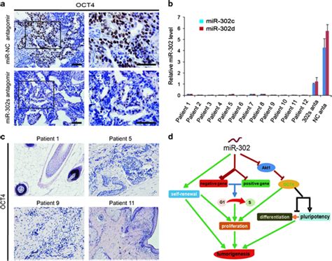 The Expression Levels Of Mir 302 And Oct4 In Highly Differentiated Download Scientific Diagram