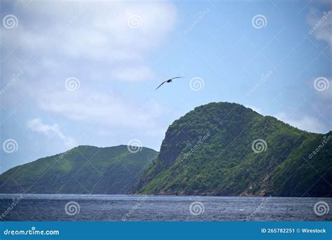 Group of Great Albatross Flying Over the Sea with Hills in the ...