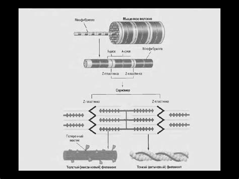 Физиология мышц - презентация онлайн
