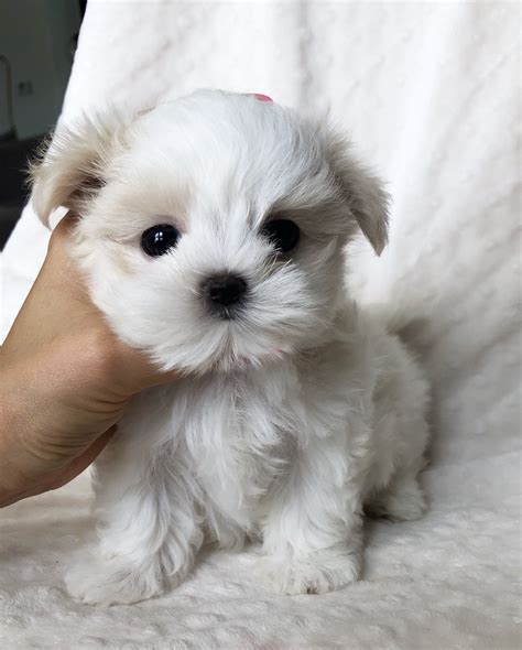 teacup maltese puppy  sale bebe iheartteacups