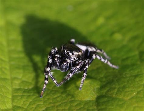 Jumping Spider Pelegrina Aeneola BugGuide Net