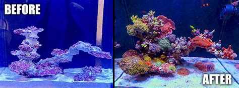 Beginner Topic The Importance Of A Well Designed Aquascape For A Reef