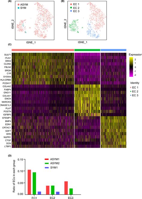 Distinct Endothelial Cell Subpopulations And Their Gene Expression Download Scientific Diagram