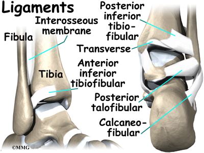 Tibia And Fibula Ligaments