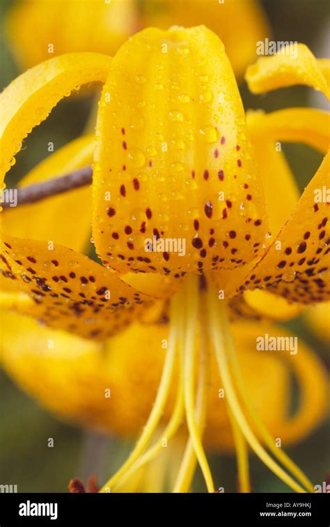 Lilium Citronella Group Lily Division Ic Asiatic Hybrid Stock Photo