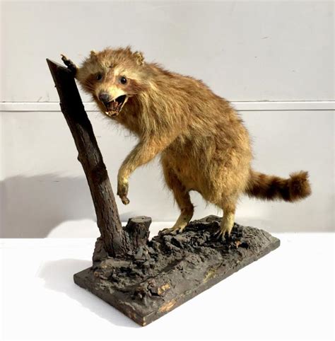 Sold Price Raccoon Taxidermy On Wood Base And Tree Limb March 4