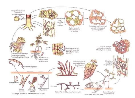 Fusarium Life Cycle