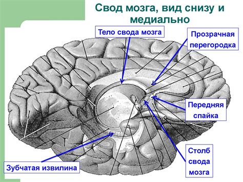 Конечный мозг. Анатомия - online presentation