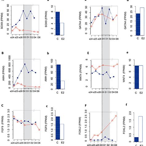 A F Expression Of Key Sexual Differentiation Genes In Gonads During Download Scientific Diagram