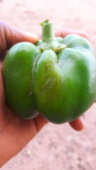 What Is This Appearance On Capsicum Fruit Community Plantix