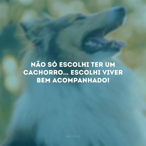 Frases De Amor Para Cachorro Que Enaltecem Seu C Opanheiro