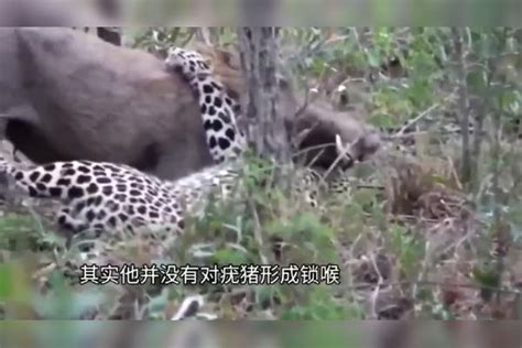 花豹单挑巨型疣猪，狩猎就像打酱油单挑