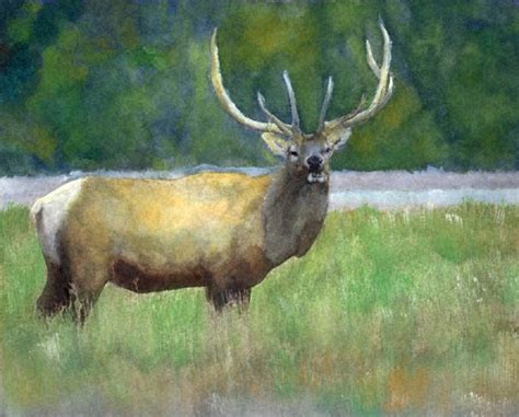 Mary Jo Zorad Elk Wildlife Watercolor Painting Mj Zorad Fine Art