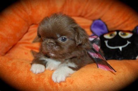 Chocolate Pekingese Puppies For Sale In Box Springs Georgia