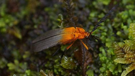 New findings on the evolution of mimicry of tropical beetles - Catrin