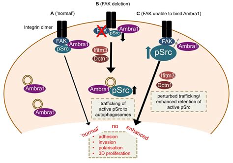 Figures And Data In Ambra1 Spatially Regulates Src Activity And Srcfak