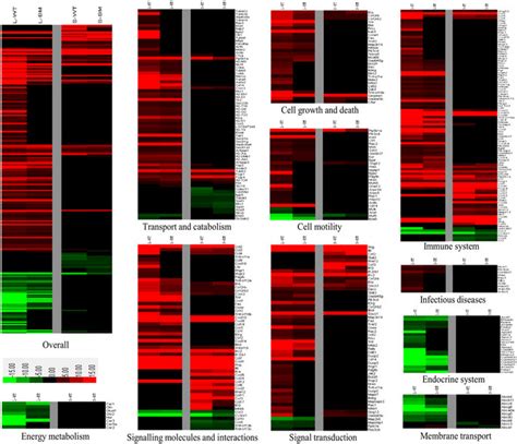 Global Gene Expression Patterns Of B Pseudomallei Wild Type And Mutant