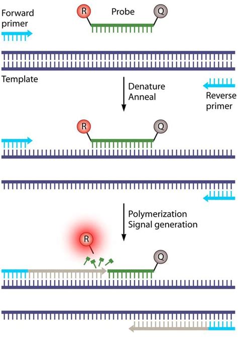 Detection Of Ncov By Rt Qpcr Protocol Onelab