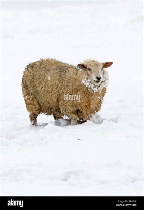 Sheep in Winter Snow Stock Photo - Alamy