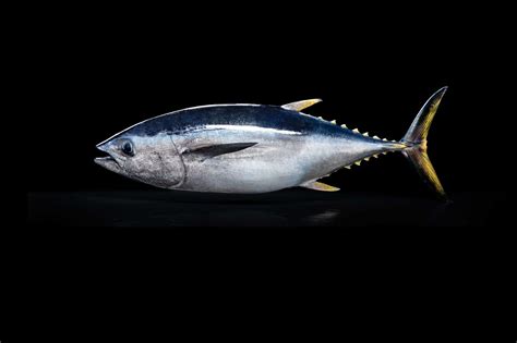 Southern Bluefin Tuna