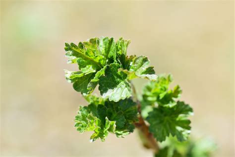 Fotos Gratis Naturaleza Rama Flor Comida Primavera Verde Hierba