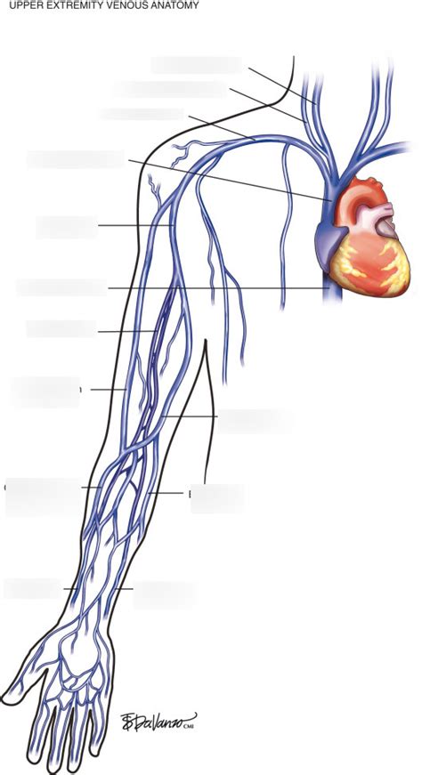 Veins Of The Arms Diagram Quizlet