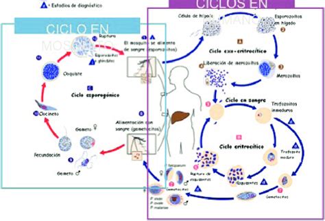 Ciclo De Vida Del Plasmodio