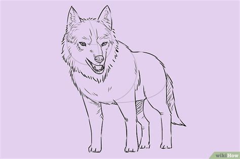 Einen Wolf Zeichnen Wikihow