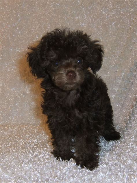 Teacup Poodle | Dog Breeds Picture