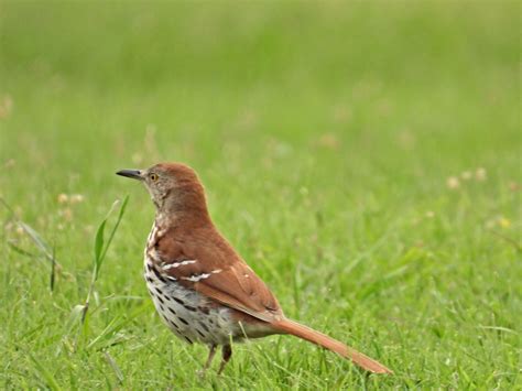 Brown Thrasher Project Nature