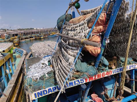 Fish Drying On Boat Vizag Harbour Dried Fish Matters