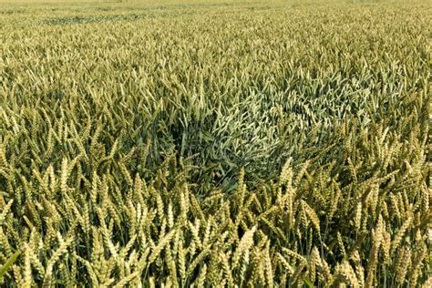 Campo Industrial Agr Cola En El Que Crece La Cosecha De Granos Foto De