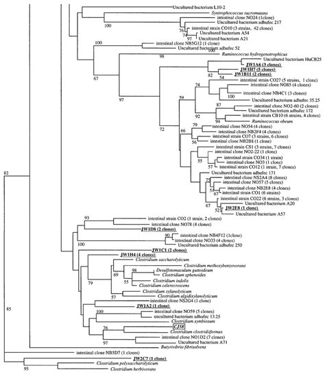 Phylogenetic Tree Showing The Relationship Of S Rdna Sequences In