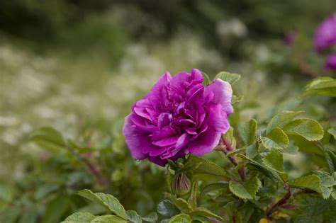 The Meaning of Dark Purple Roses That'll Make You Love Them More - Gardenerdy