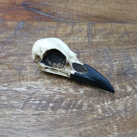 Raven Skull Brooch Pin Bird Skull Lapel Pin Resin Cast Skull Bone