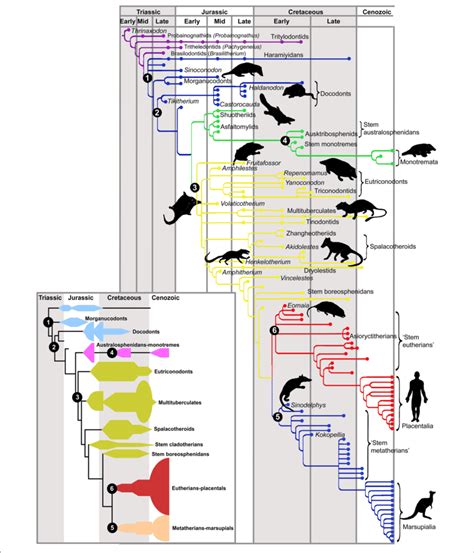 Phylogeny Of Fossil Mammals Critical Phylogenetic Nodes Are Shown In