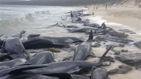 La Impresionante Imagen De Ballenas Varadas En Una Playa De