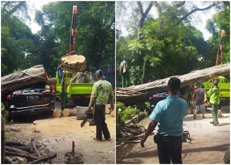 Brak Mobil Fortuner Ringsek Tertimpa Pohon Tumbang Di Dekat Rumah