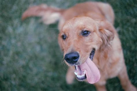 Golden Retriever Dog Happy Royalty Free Photo