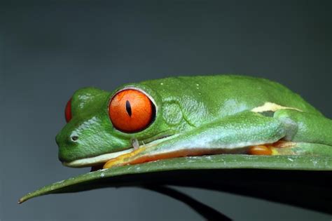 Sapo De Olhos Vermelhos Sentado Sobre Folhas Verdes Foto Gr Tis