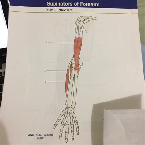 Supinators Of Forearm Flashcards Quizlet