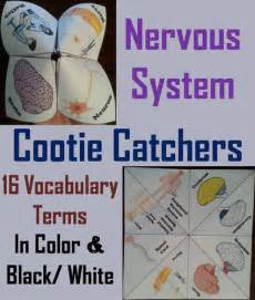 Nervous System | Teaching Resources