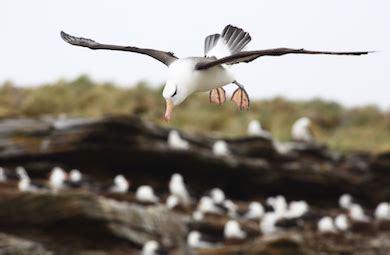 Falkland Islands Wildlife Watching | Bird Watching Falklands