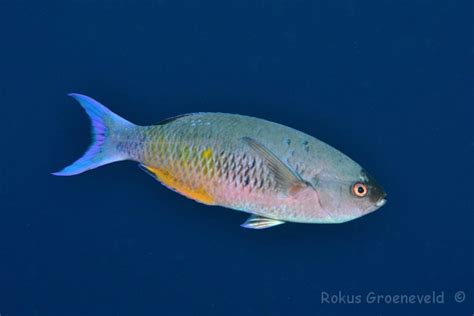 Bonaire 2021 59 Of 125