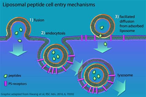 Peptide Loaded Ps Liposomes Tolerogenics S A R L