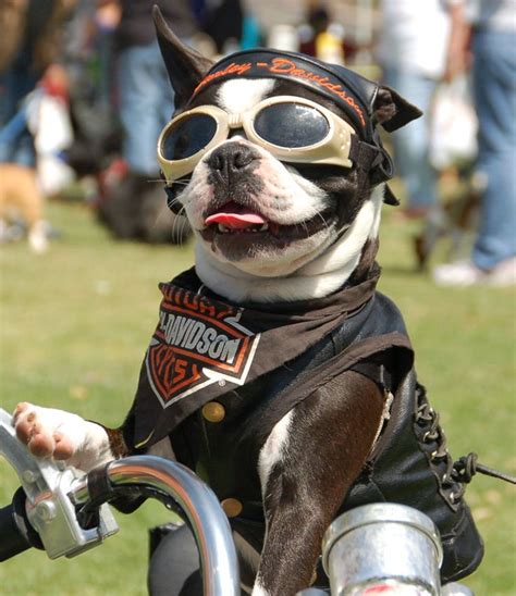 1000 Images About Harley Davidson Pets On Pinterest