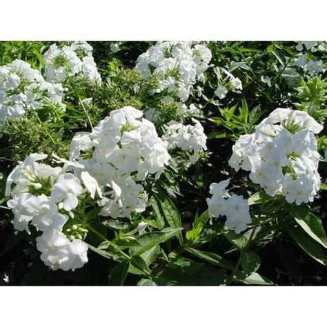 Floks Vlambloem Phlox Paniculata David Vaste Planten Planten